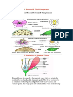 Monocot & Dicot Comparison: Classes Monocotyledoneae & Dicotyledoneae