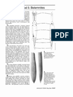 Belemnites