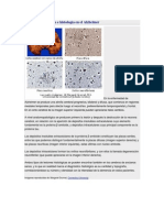 Anatomía Patológica e Histología en El Alzheimer