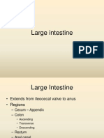 Large Intestine