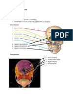 Huesos Del Cráneo (Basico)