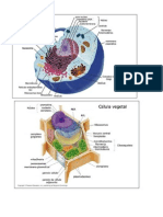 Bioquimica Estrutura Celulares