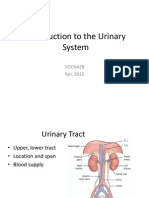 Introduction Urinary System