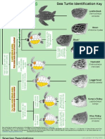 Sea Turtle ID Guide