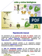 Reproduccion y Ciclos Biologicos