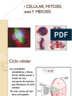 Ciclo Celular, Mitosis, Citocinesis y Meiosis