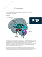 Cerebro Partes y Funciones 2