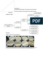 Técnicas de Cultivo y Siembra de Bacterias