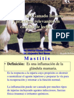 Mastitis Ganado Bovino