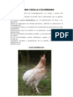 Gallina Criolla Colombiana