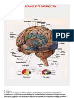 Mitos y Verdades Acerca Del Cerebro Humano