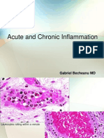 Acute and Chronic Inflammation: Gabriel Becheanu MD