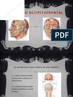 Músculo Occipitofrontal