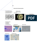 Prácticas Deuteromycota A Ascomycota