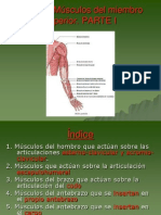 Fundamentos Tema 7. Músculos Del Miembro Superior