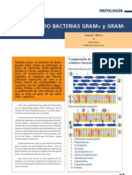 Bacterias Gram Positivas Gram Negativas