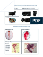 Embriogenesis Lanjut 11 12