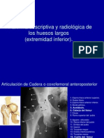 8.2 B Anatomía Descriptiva y Radiológica de Huesos Largos (Extremidad Inferior) .