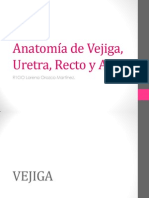 Anatomía de Vejiga, Uretra, Recto y