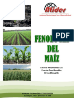 Fenologia Del Maiz