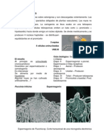 8-Orden Uredinales SM