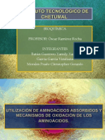 Utilización de Aminoácidos Absorbidos y Mecanismos de Oxidación