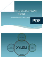 Xylem