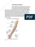 Venas y Arterias de Miembros Superiores