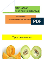 Mip Melon - Diaphania PDF