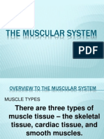 The Muscular System