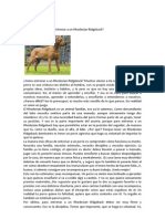 Entrenar A Un Rhodesian Ridgeback