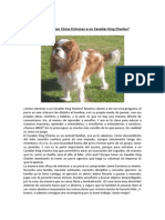 Entrenar A Un Cavalier King Charles