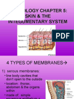 Physiology Skin & The Integumentary System