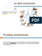 Evidencias de La Evolucion