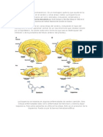 La Dopamina Es Un Neurotransmisor