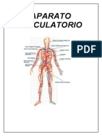 Sistema Circulatorio (Recuperado)