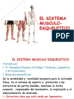 El Sistema Musculo-Esqueletico 2