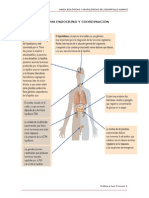 Sistema Endocrino y Su Coordinacion