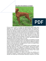 Adiestrar A Un Vizsla