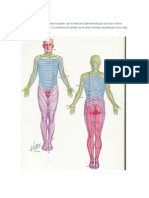 Los Dermatomas