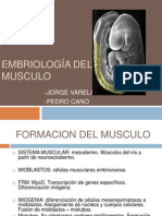 Embriologia Musculos