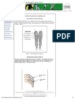 Abductor Muscles and Their Function