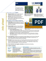 What Is Furrow Irrigation?