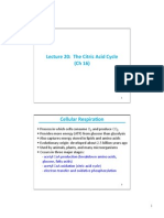 Lecture 20: The Citric Acid Cycle (CH 16)