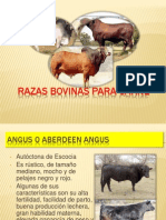 Razas de Bovinos para Carne