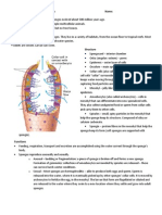 Phylum Porifera Notes