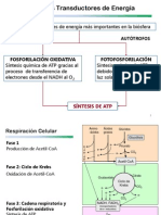 Biología I Tema 3.2.5.3 Cadena Respiratoria