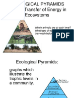 Ecological Pyramids