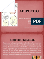 ADIPOCITO