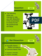 Rat Dissection